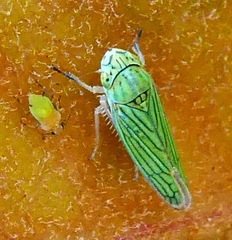 Graphocephala cythura