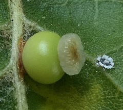 Callirhytis serricornis