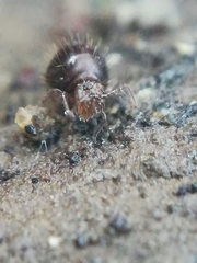 Allacma fusca