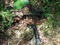 Heloderma exasperatum