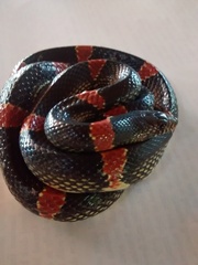 Rhinocheilus antonii