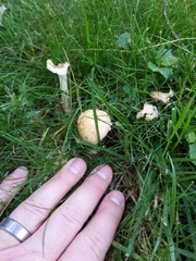 Amanita russuloides