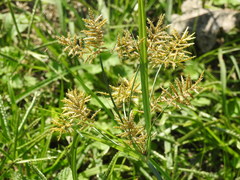 Cyperus esculentus leptostachyus