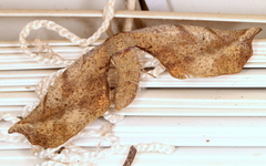 Parepisparis excusata