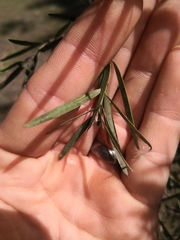 Leptospermum brachyandrum