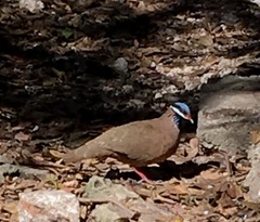 Starnoenas cyanocephala