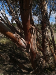 Leptospermum brachyandrum