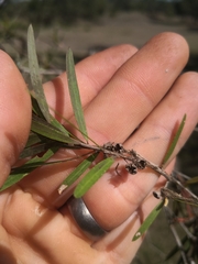 Leptospermum brachyandrum