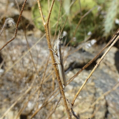 Paropomala pallida