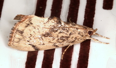 Crocidolomia suffusalis