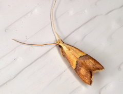 Crocanthes prasinopis