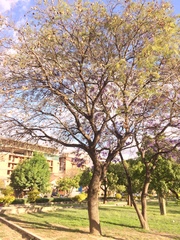 Jacaranda mimosifolia