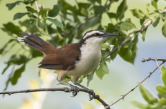 Campylorhynchus chiapensis
