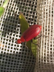 Rhyphonemognatha rufa