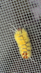 Lophocampa annulosa