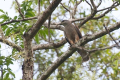 Buteo ridgwayi