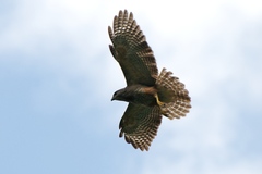Buteo ridgwayi