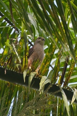 Buteo ridgwayi