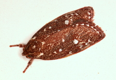 Euchaetis metallota