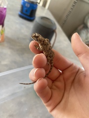Tympanocryptis petersi