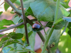 Aegithus clavicornis