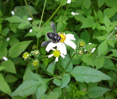 Megachile nigripennis