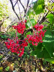 Sambucus kamtschatica