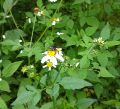 Megachile nigripennis