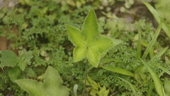 Hemionitis palmata