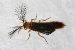 Phengodes plumosa