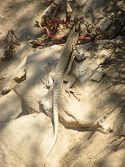 Microlophus thoracicus icae