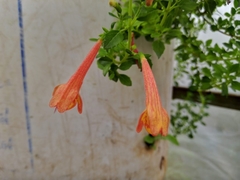 Clinopodium mexicanum