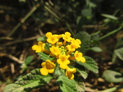 Lantana × hybrida