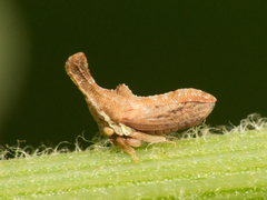 Hypsoprora