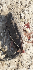 Hypostomus