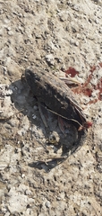 Hypostomus