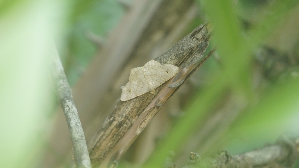 Macaria carpo