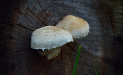 Hemipholiota