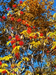 Sambucus kamtschatica