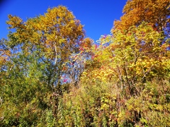 Sambucus kamtschatica