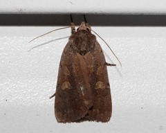 Abagrotis