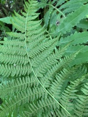 Athyrium filix-femina