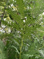 Athyrium filix-femina