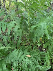 Athyrium filix-femina