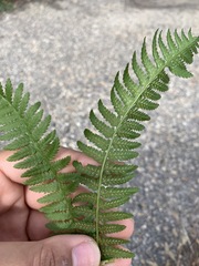 Athyrium filix-femina