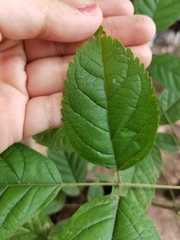 Geranium hernandesii