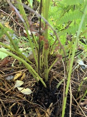 Athyrium filix-femina