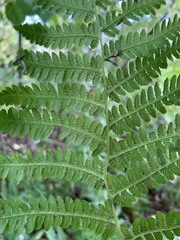 Athyrium filix-femina