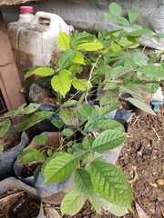 Geranium hernandesii