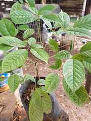Geranium hernandesii